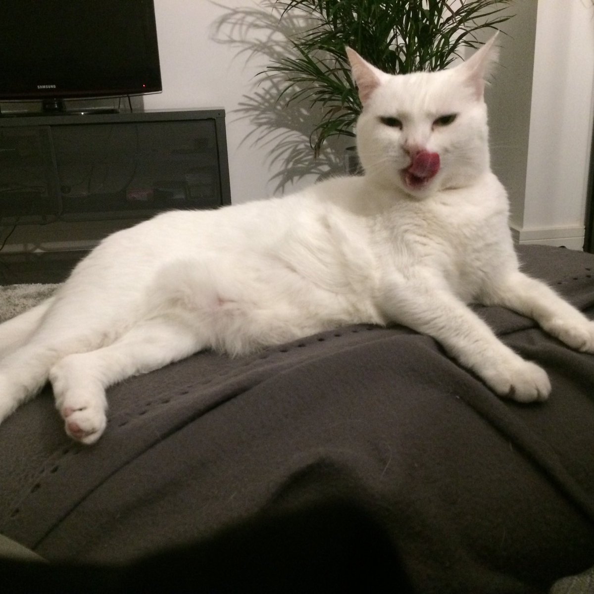 stepsistercats's tweet photo. Why hello there https://t.co/9ZBkRbjvy5