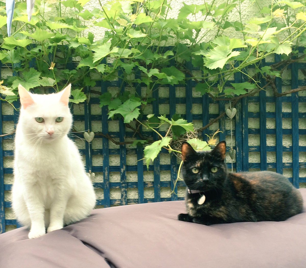 stepsistercats's tweet photo. Just ignore her and she might go.... https://t.co/mIUAL1rnGB