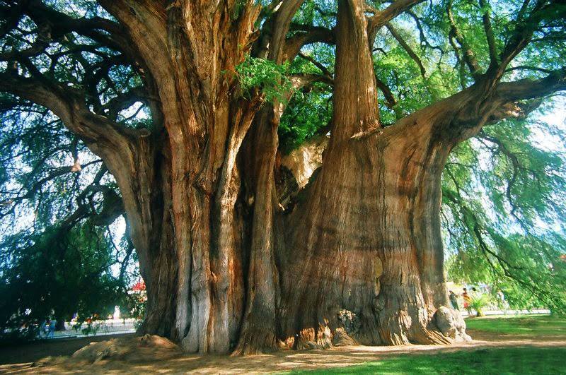 Ecogranjero's tweet photo. El Árbol del Tule es un ahuehuete de dos mil años de edad. Cuenta con el diámetro de tronco más grande del mundo https://t.co/t41fMtessw