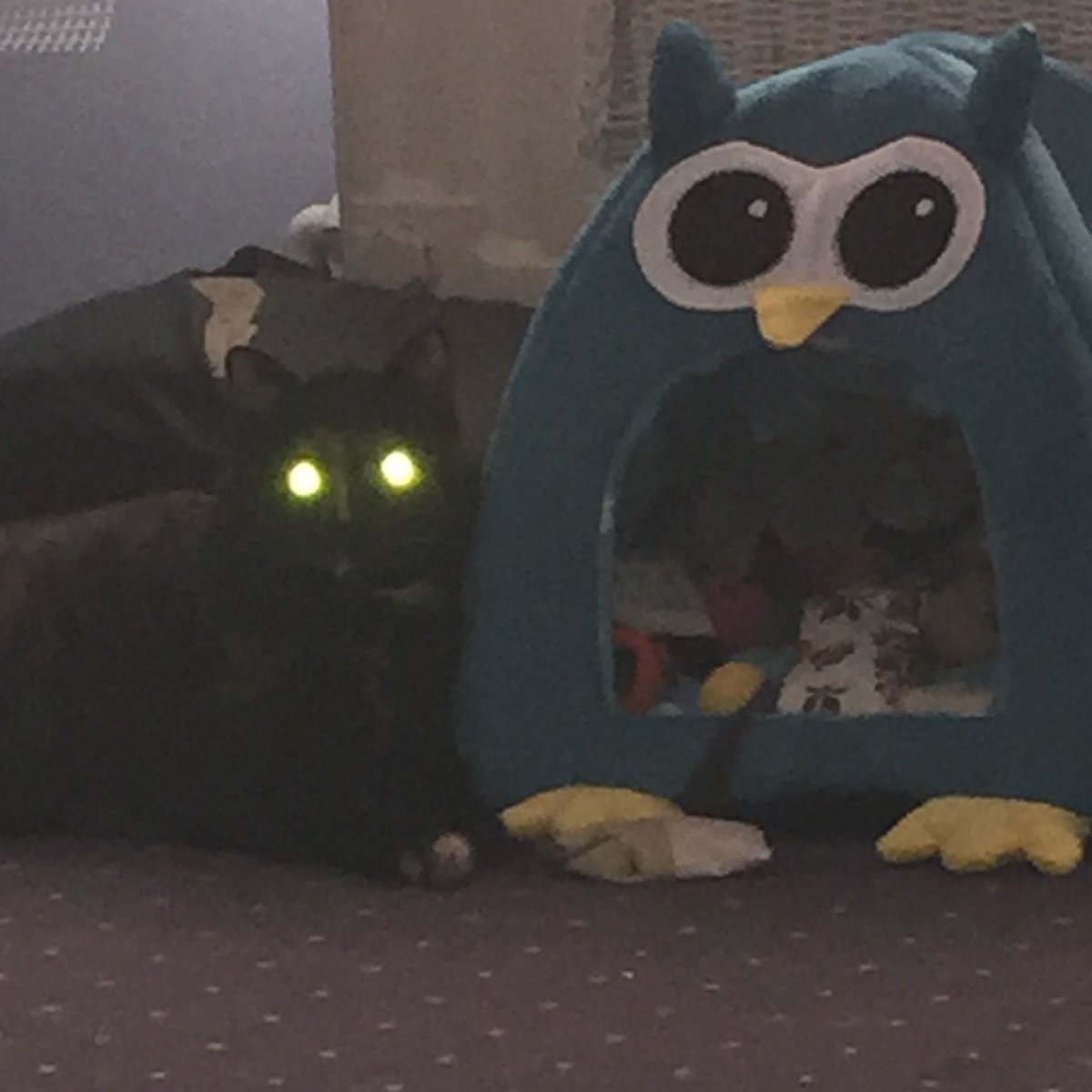 Ladodue's tweet photo. @EmilieRadioFr moi c est cette chatte ci qui m impressionne ...;o) #pilousch #nichehibou https://t.co/ZEQ7M9jWXe