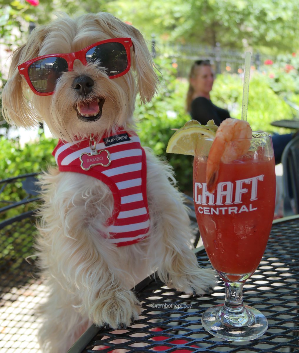 rambothepuppy's tweet photo. #brunch: the most important meal of the day! #ExcuseMeWhileIEatThisShrimp #AndStealSomeBacon #OffYourPlate 😂 https://t.co/opN7Czy7rP