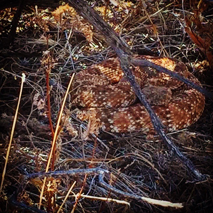 RyanStuart11's tweet photo. #rattlesnake #joshuatree #camouflage https://t.co/lpPoPaTLNl