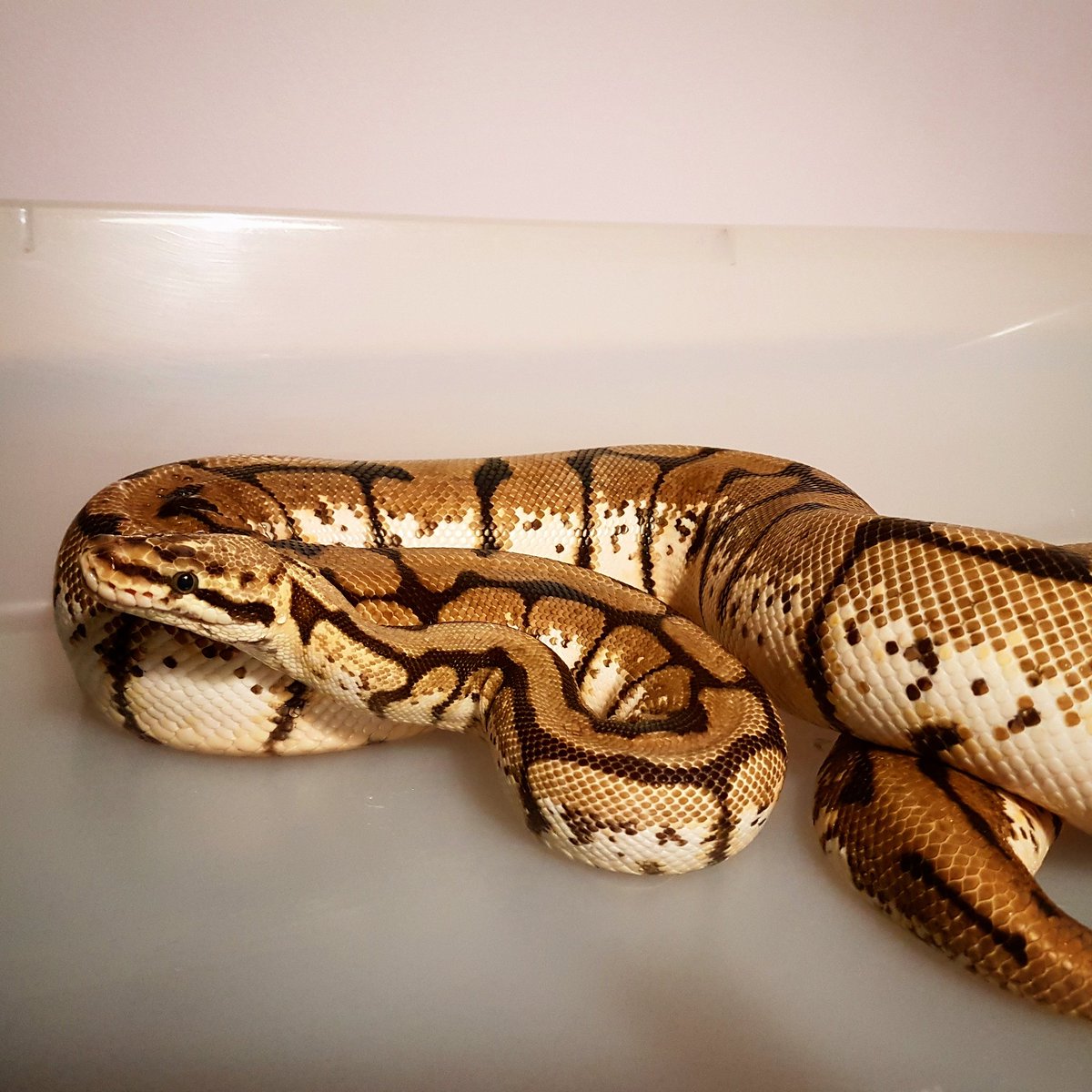 DOC_Reptiles's tweet photo. This morph is called a 'Super Pregnant Royal (who refuses to lay)' 😑 😂 #expecting #royalpython #ballpython #reptiles https://t.co/7C0c5CF3tl