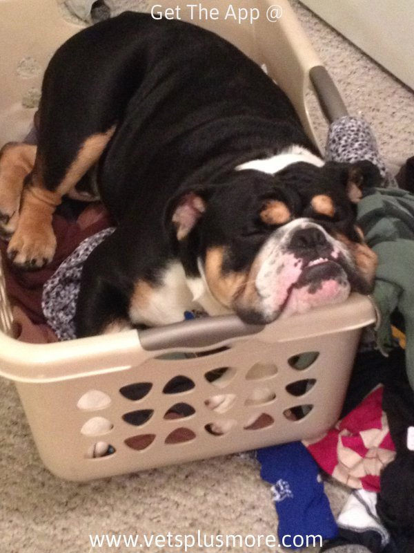 VetsPlusMore's tweet photo. "First I'll do some laundry, then I'll mow the law.....zzzzzzzzz..." https://t.co/lnalVfnXAG