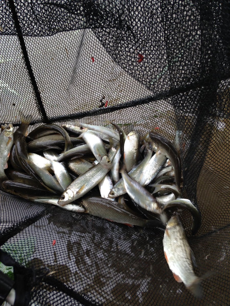 cwcstickers's tweet photo. #MiddleSevern lots of action on the #stickfloat all small but lots of fun 😀😀👍🎣 https://t.co/O3mSteMnH8