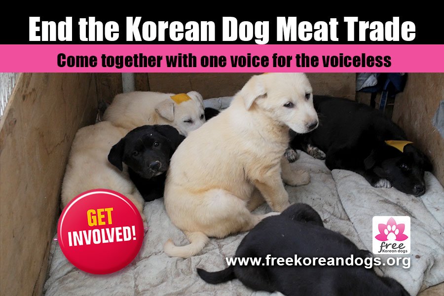 freekoreandogs's tweet photo. ONLY 5 DAYS LEFT in the Bok Nal 2016 campaign. Please get involved!  https://t.co/O3QEURyFY6 https://t.co/qMhOFKg0Q6