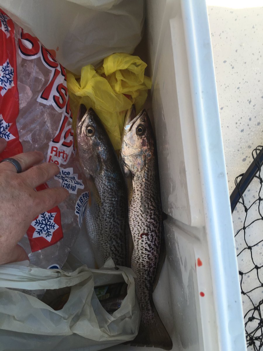 Fin_tuition's tweet photo. Mixed bag this morning in southern NJ with bluefish, short fluke and plenty of weakfish!
@FishermanMag @JerseyCatch https://t.co/x3Cji4Ixfg