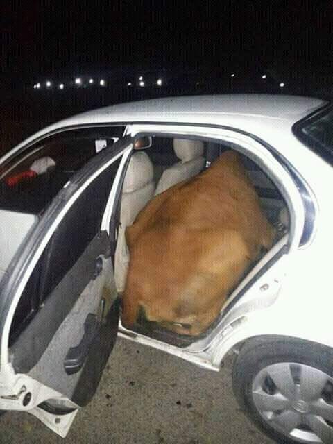 IftikharFirdous's tweet photo. Motorway police says they caught a man trying to rob a cow in a car. The pictures are even more hilarious. Lol https://t.co/aEaVgmejfg
