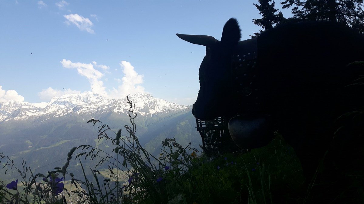 Mateomichellod's tweet image. Quoi de mieux ?
Montagne; vache d'herens...paradis