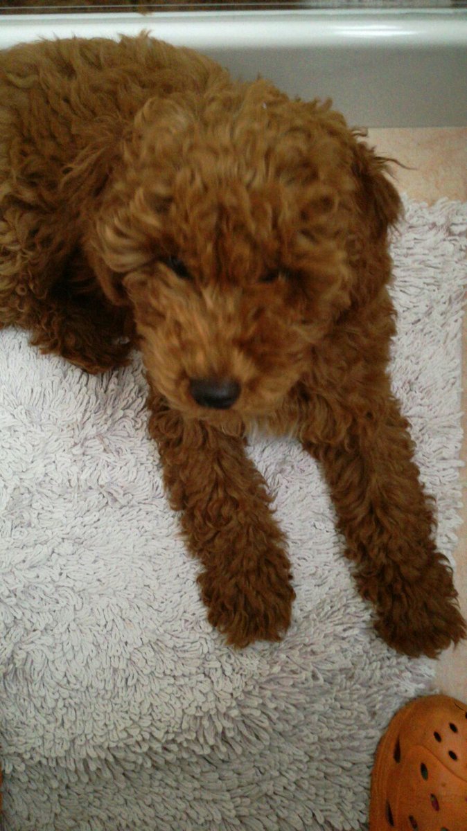 DanyGriff's tweet photo. Il mio pelosetto <3 https://t.co/495LPfHff1