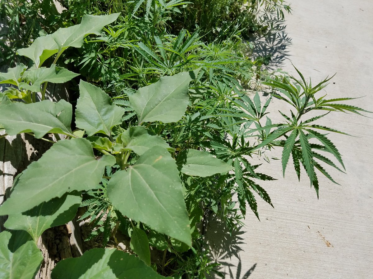 lefthandhemp's tweet photo. Sunflowers and hemp! #hemp #hempwayfoods #hempseeds #hemphistory #gardening #treehugger #alexwhiteplume #pineridge https://t.co/ZduDBZiifO