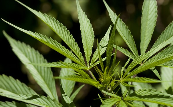 THEMMEXCHANGE's tweet photo. #Congress boosts Marijuana industry in spending bills 

https://t.co/ISrrBFhDVL #MME #cannabis #marijuana #vote https://t.co/bznAXLN34S