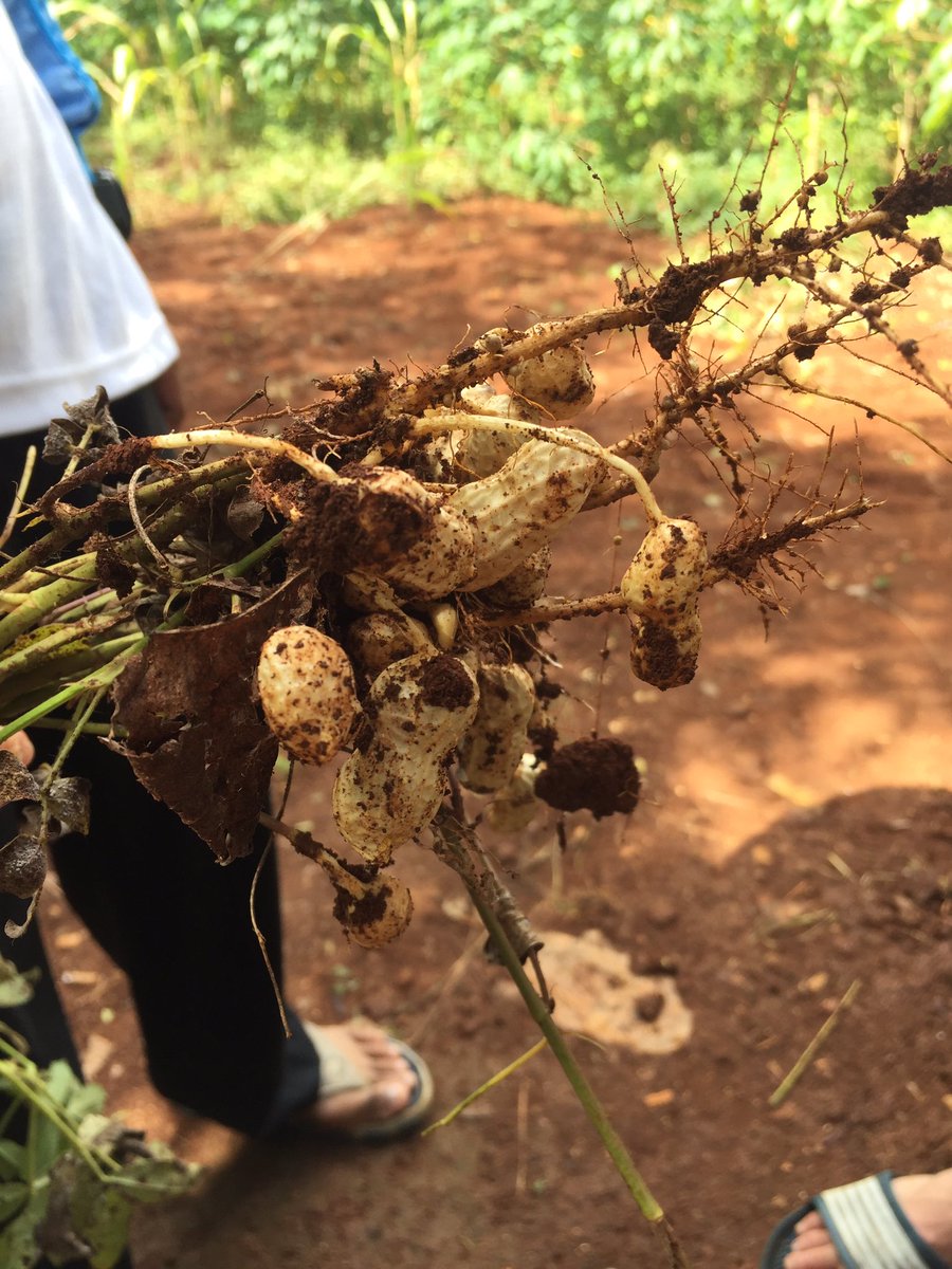sanleaf's tweet photo. Frische #Erdnüsse - Letzte Woche in #Indonesien entdeckt💚
#nuts #vegan #sanleaf #food #indonesien #healthyfood https://t.co/xFx0Evsh5j