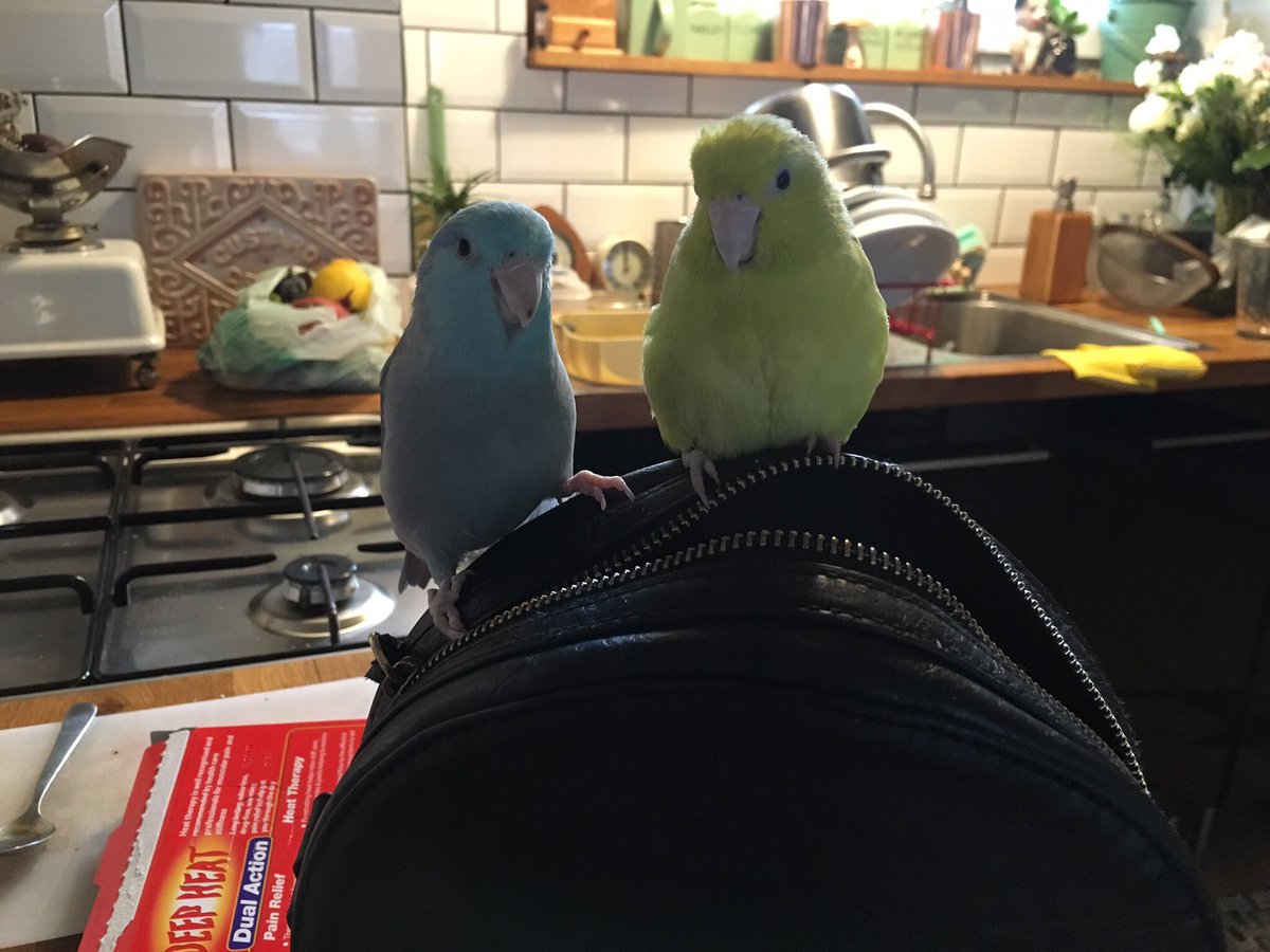 iwlf2015's tweet photo. She's back! Wilma found high up in the trees of Dalston. Now safely back with her husband Stanley! #wilmaisback https://t.co/UWCp8aRsq4
