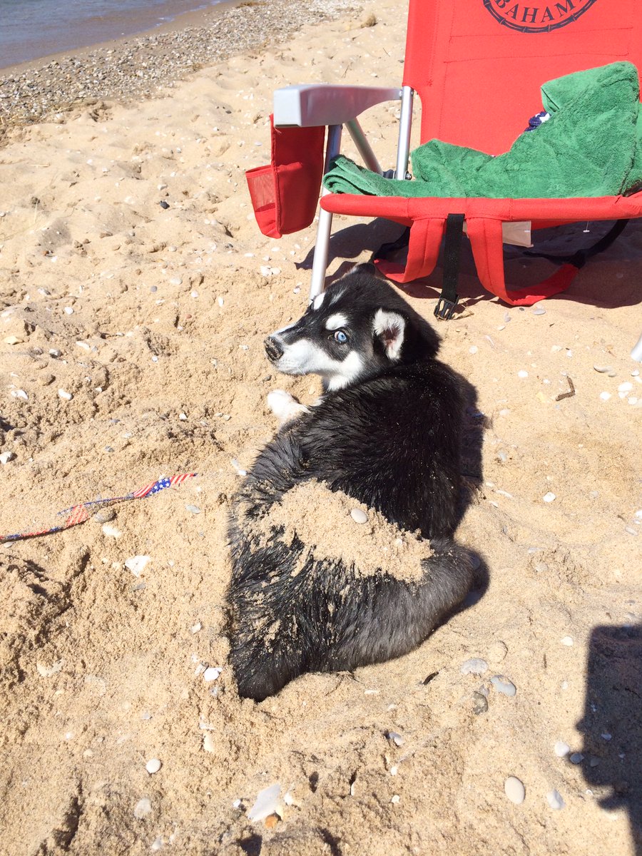 CoastalPet's tweet photo. I love when they take me to the beach and let me get sandy! #sandybutt #sundayfunday #dogsoftwitter #coastalpet https://t.co/u6MbVgppnz
