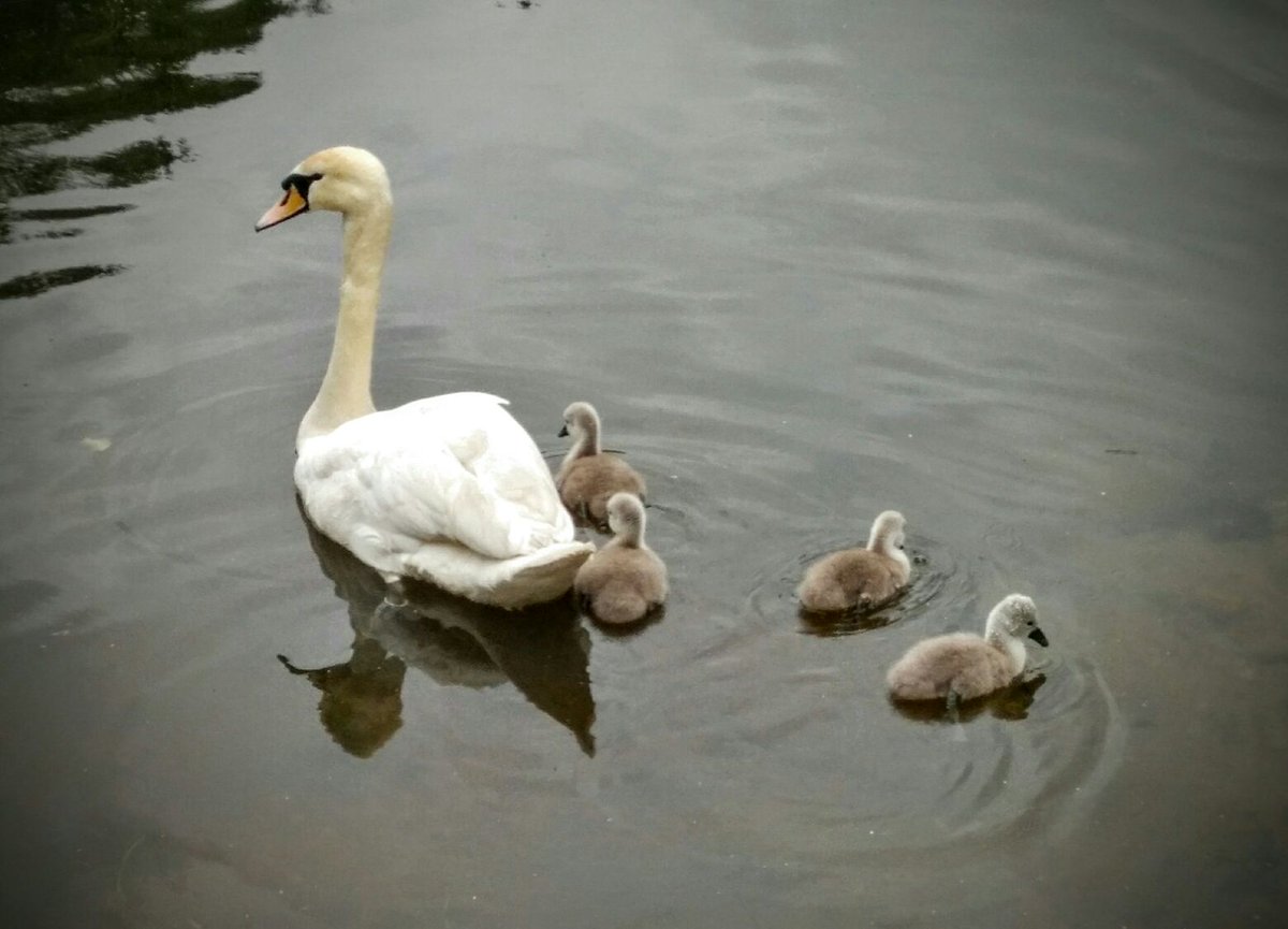 LizHannaford's tweet photo. To counter the despondency and uncertainty, this scene at #Marple #RomanLakes today. https://t.co/keotqGuLek
