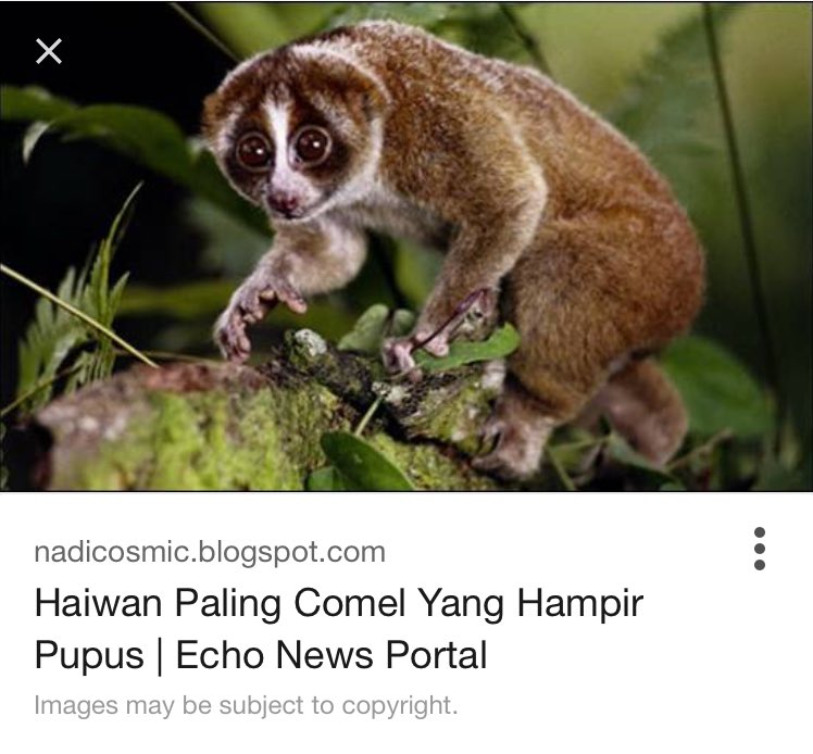 A D M I N Leupmtweeps On Twitter Leupmtweeps Yg Saya Tau Kokang Slow Loris Ni Actually Not Super Slow Like The Sloth It Ran Quite Fast When Startled Live On Fruit Trees Twitter