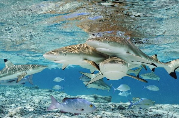 damienclzl's tweet photo. #Oceans belongs to them, so let's protect them! #SharkWeek (credit @Brian_Skerry for his beautiful pics under water) https://t.co/5swCgkF2jU