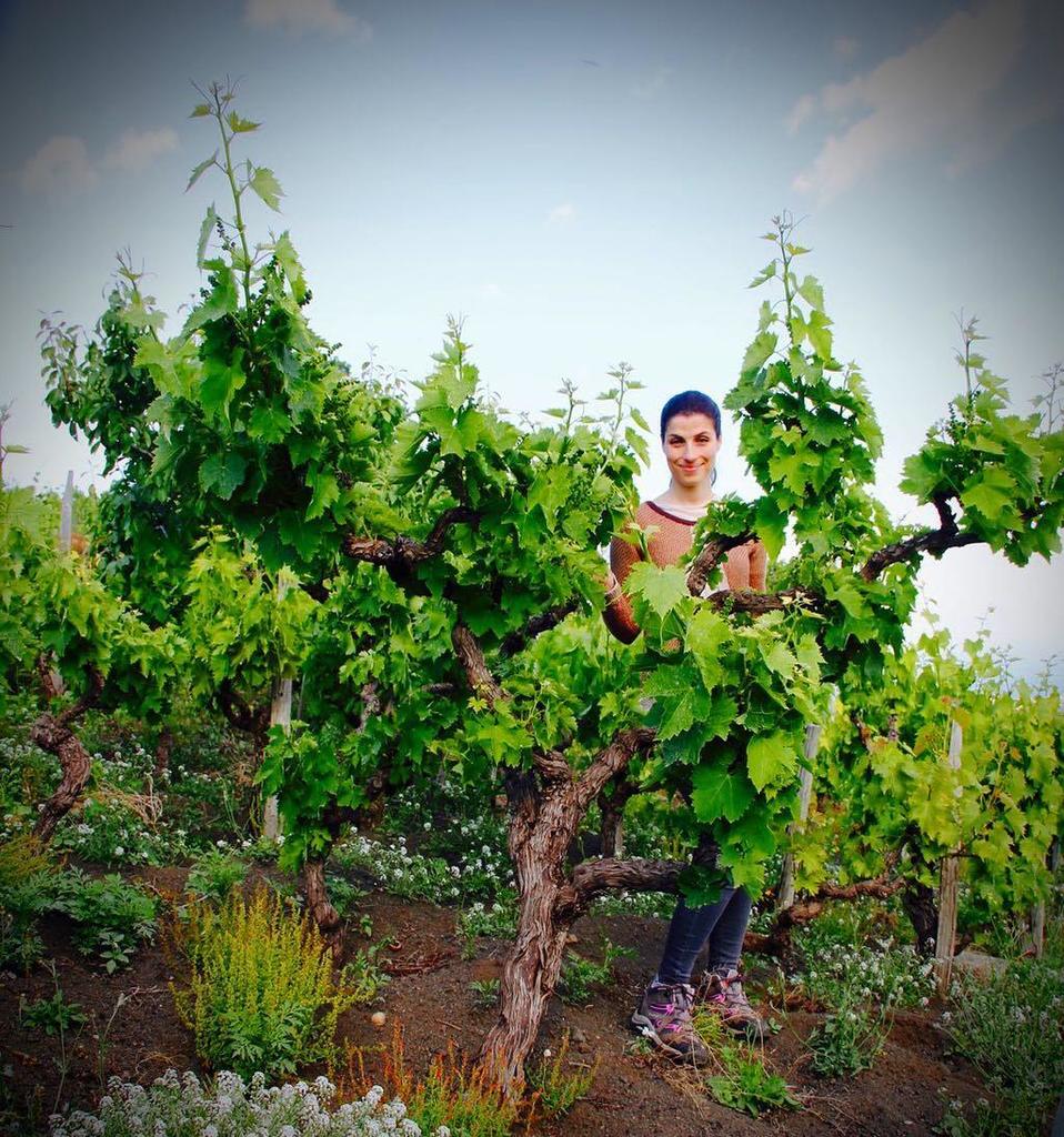 Gigantic #nerellomascalese #prephilloxera #vine on #Etna a bit taller but much older than me!