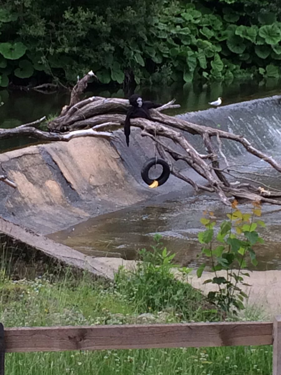 david_yatesy's tweet photo. #Ramsbottom's elusive wild monkey still chilling nr river #BananaSundae  #cheekeymonkey https://t.co/iOEtKP4ZAt