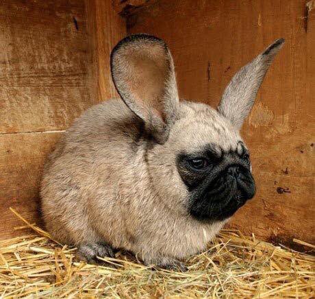 peterposer's tweet photo. animal de estimação https://t.co/wnuKEooQbz
