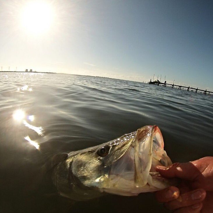 Who had a good weekend #fishing? Great shot of a #snook by Outdoor Guide Pros member @beachwalker_guide_service