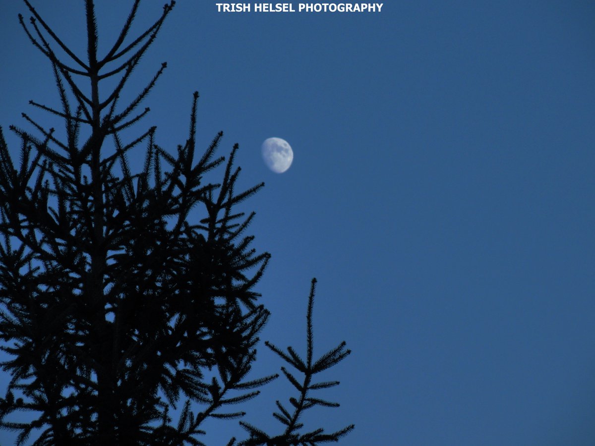 almalynnhelsel's tweet photo. #alexpals #SundayFunday #naturephotography #FullMoonSolstice #wicca #Pagasarri
https://t.co/kIG7Rmh8S9 https://t.co/gM4UUlbERh