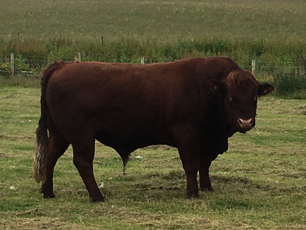 Charlie Russell tweet media