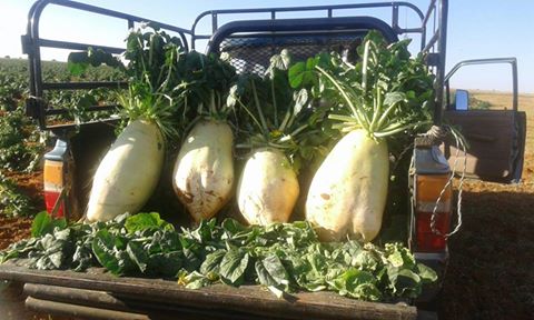vslandbou's tweet photo. #Turnips up to 14kg harvested #Dealesville #feed #GratefulFarmers @FarmersWeeklySA @Stockfarmmag @Redmeatproducer https://t.co/H7nJNUPodb