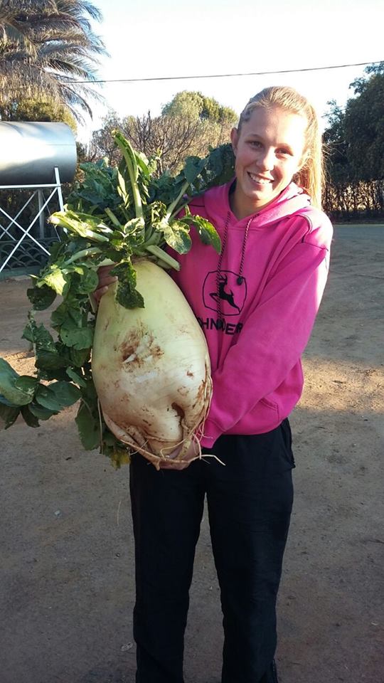 #Turnips up to 14kg harvested #Dealesville #feed #GratefulFarmers <a href="/FarmersWeeklySA/">Farmer's Weekly</a> <a href="/Stockfarmmag/">@stockfarmmag</a> <a href="/Redmeatproducer/">Red Meat Prod. Org</a>