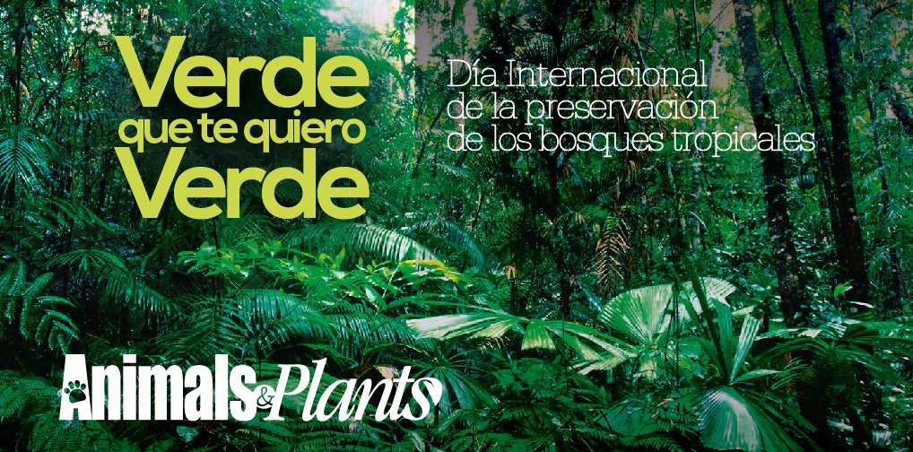 Día Internacional de la preservación de los bosques tropicales. #AnimalsAndPlants