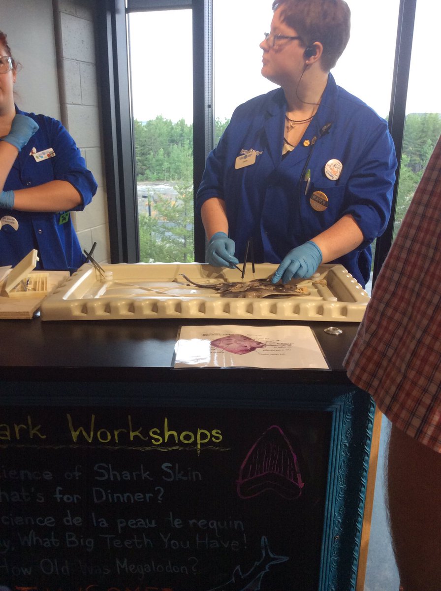 Big_Nickel's tweet photo. Want to learn more about Skates? Come visit us here at #DE to experience some awesome workshops during #SharkWeek https://t.co/rYgCHpWwLL