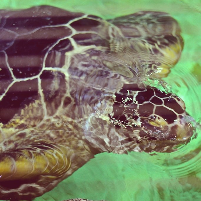 ShannonAnnPhoto's tweet photo. Took this at @SEALIFEBrighton always a fun place to visit and snap #sealife #brighton #wildlifephotography #turtle https://t.co/64h4Odnrww