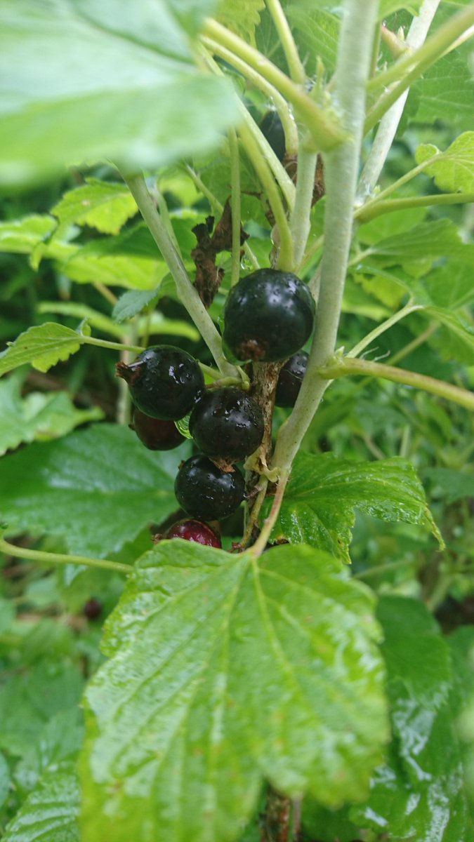 irishshiitake's tweet photo. First Ripe Raspberries, Blackcurrants &amp; Gooseberries of the Year, year is f#?!/;g flying https://t.co/BG8dv5ek1l