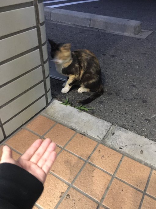 るにゃーはのらねこちゃまとか遊んだぴー🐱 https://t.co/upUiNfhbnh<a href="/tag/%E3%82%AA%E3%83%A0%E3%83%84"class="tags"><span>#オムツ</span></a><a href="/tag/%E5%A4%A7%E4%BA%BA%E3%81%AA%E3%81%AE%E3%81%AB%E5%A5%B3%E5%85%90%E6%9C%8D%E7%9D%80%E3%81%A6%E3%82%8B"class="tags"><span>#大人なのに女児服着てる</span></a><a href="/tag/%E3%82%B7%E3%83%8A%E3%83%A2%E3%83%B31%E4%BD%8D%E3%81%8A%E3%82%81%E3%81%A7%E3%81%A8"class="tags"><span>#シナモン1位おめでと</span></a>