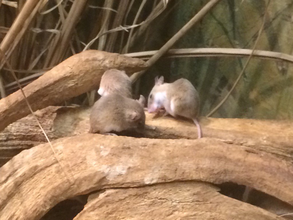 mjgranger1's tweet photo. .@BronxZoo #PygmyMouse https://t.co/aELtnXiUnM