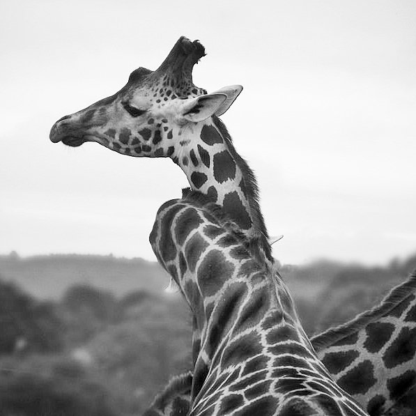 ShannonAnnPhoto's tweet photo. Giraffes having a cuddle #giraffe #animal #wildlife #wildlifephotography #blackandwhite #photography https://t.co/wxyIgJMe5k