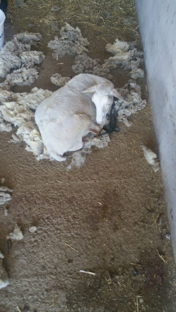 Operación verano✂✂🐑!! Ellas también quieren ir fresquitas al campo.