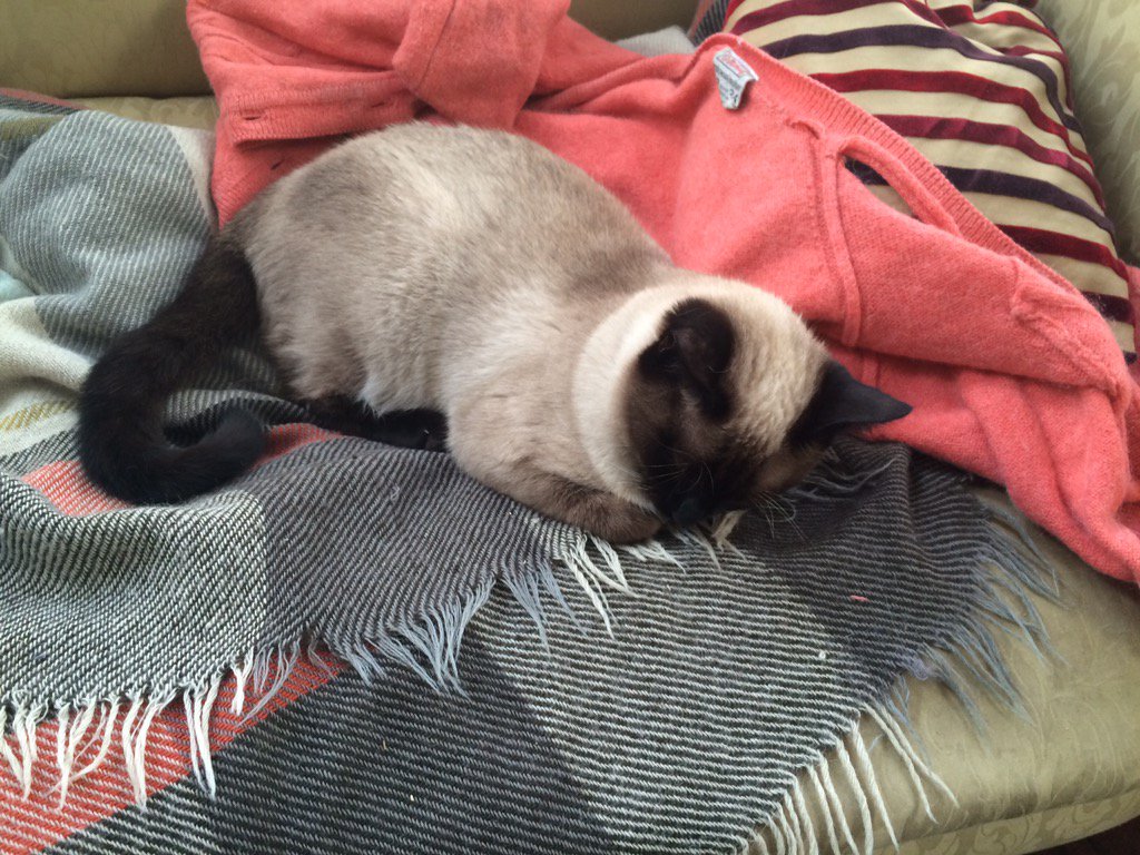 Silky Paws &amp; King Farouk listening to jazz