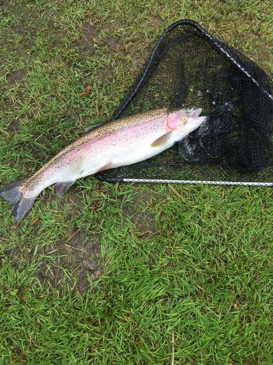 JamesGolding10's tweet photo. Caught these lovely rainbow trout this morning @RockbourneTrout in Fordingbridge and just had them for dinner!! https://t.co/MnO6QFnjCc