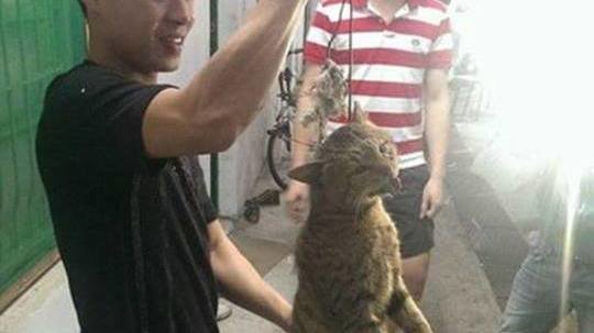 SoulsDefence's tweet photo. Help to stop the torture and killing of cats and dogs in Vietnam! Plz sign: https://t.co/21lbEzrFbr https://t.co/2EING7tzWk
