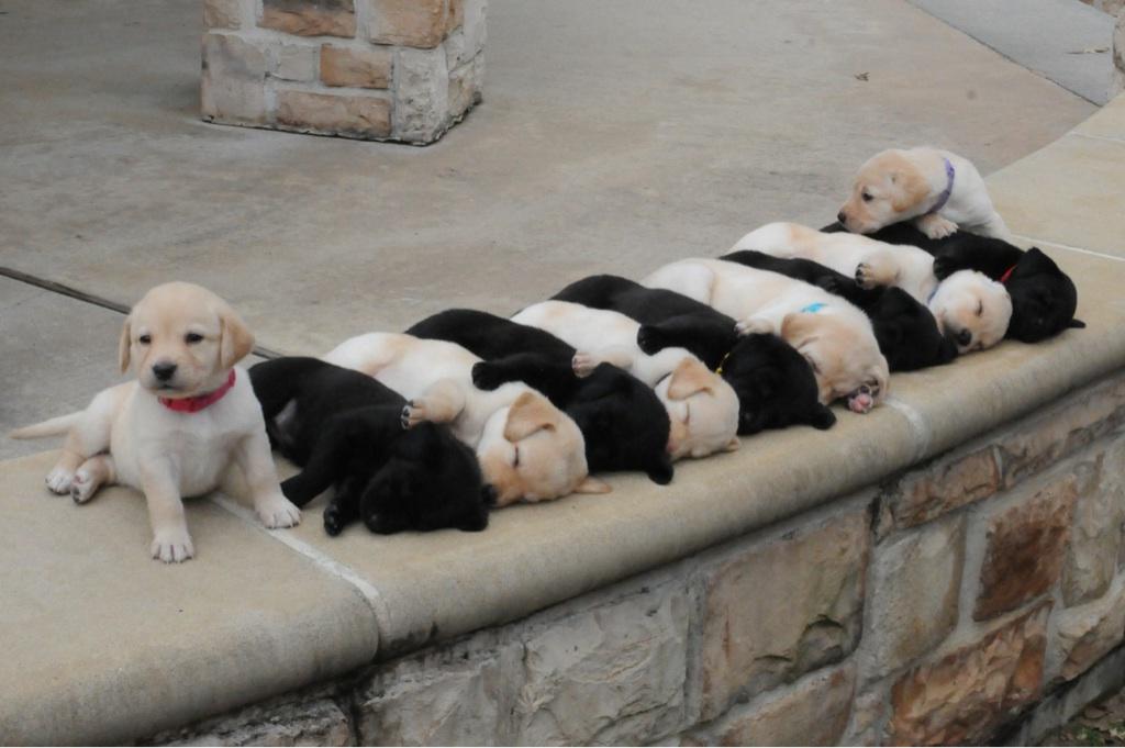 HitsEastMidNews's tweet photo. So adorable! ❤ x  See more cute pics: https://t.co/uHdC0PeWAM https://t.co/LrV3zNkDnw