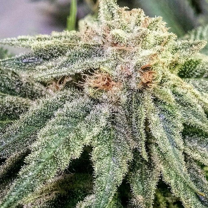 #BlackLemonFire  Only week 8. #LemonOGHaze x #BlackFire #EthosGenetics #EthosSeeds.  Coming in September !!