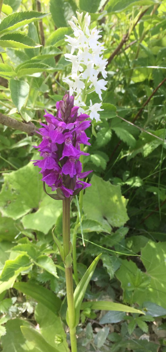 davidearlgray's tweet image. Southern Marsh Orchid &amp;amp; Common Spotted Orchid Var.alba at the same site as the GBO! #Orchids #Vc55