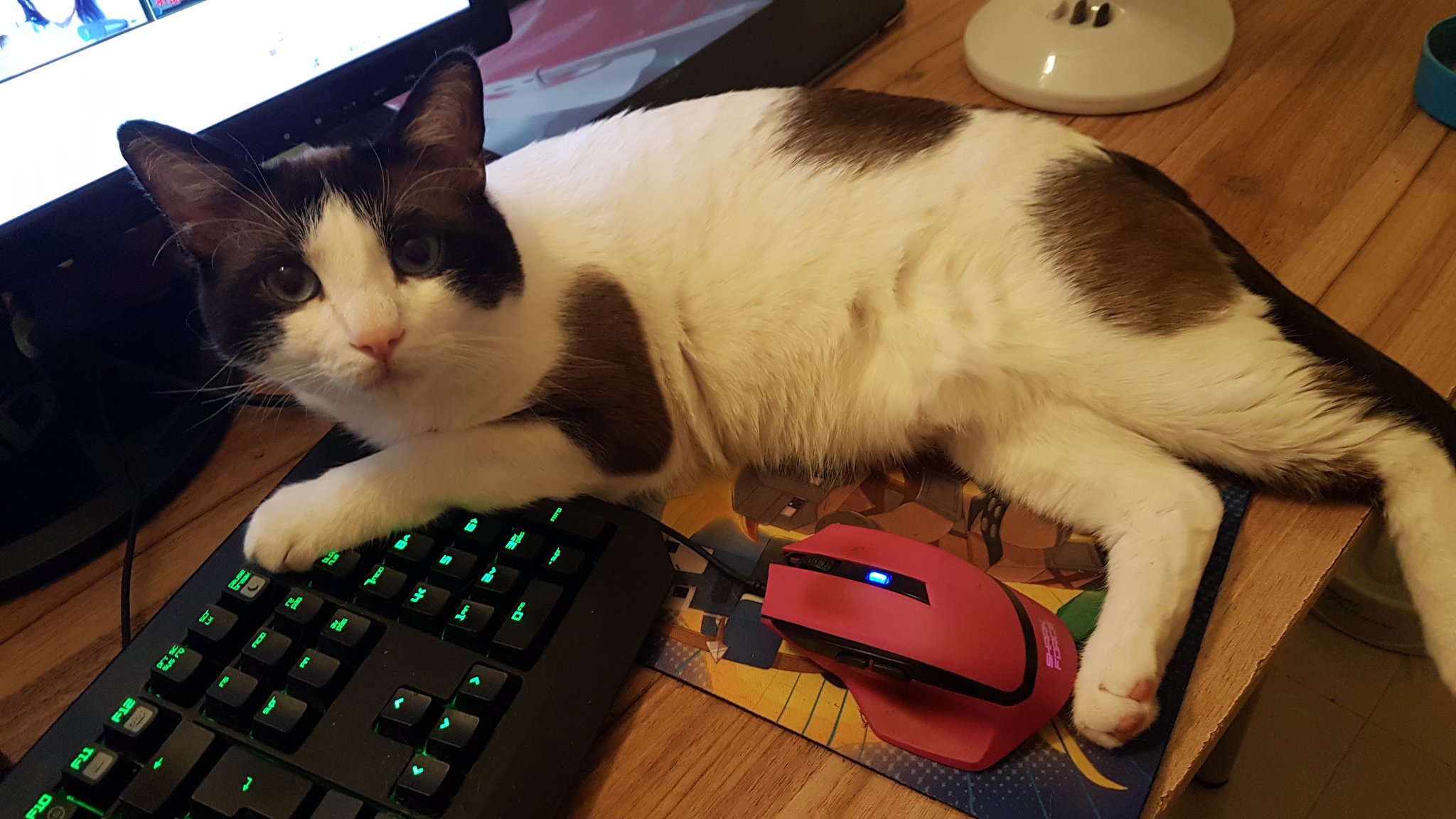 Gato Gamer