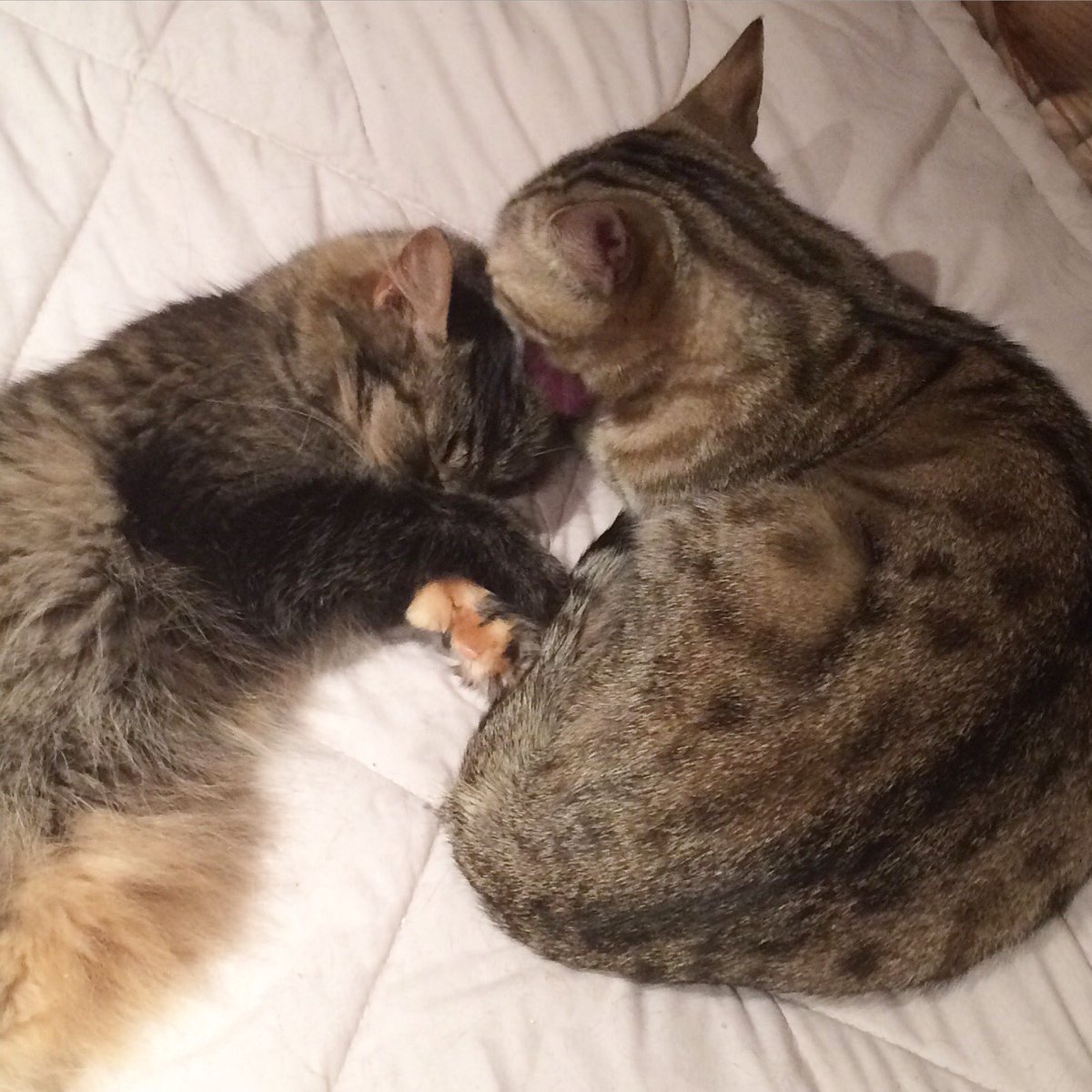JesseLeduc's tweet photo. #DixieNJayne #Spending #Quality #Cat #Time #Together #Fellaws ! ❤️❤️ #LeDuCats https://t.co/RZpY5wnReJ