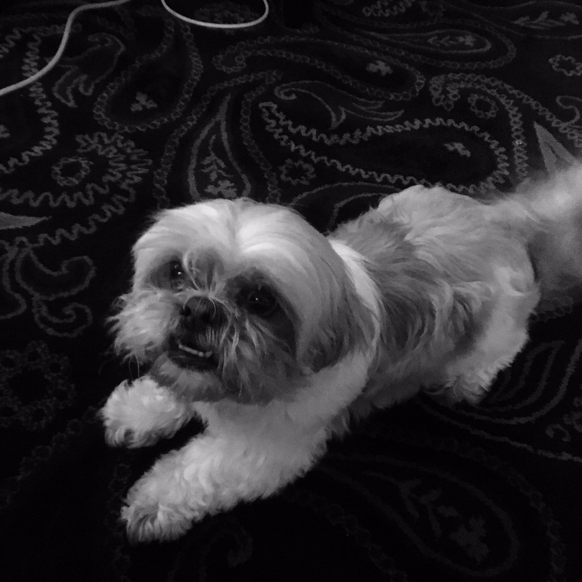 seafella's tweet image. Coco the @DGRShow doggo says hai. Live rn! mixlr.com/dusty-groove-r…