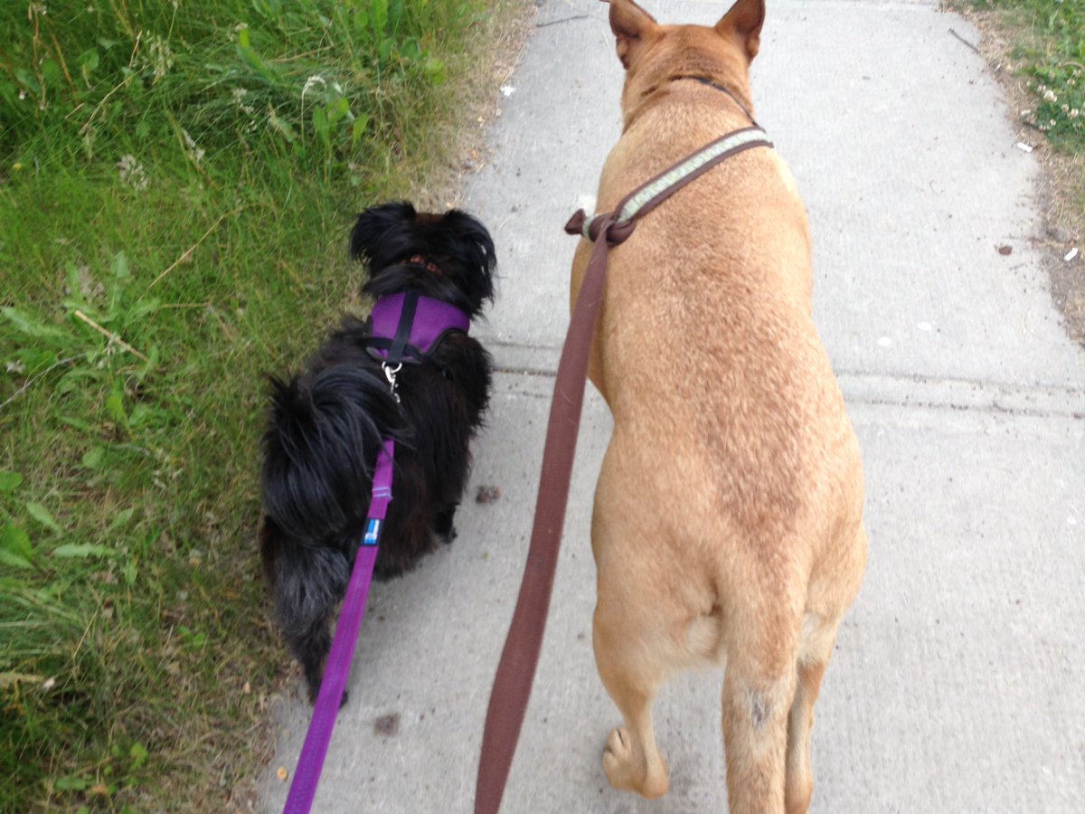 bwsc_yyc's tweet photo. #LaikaBoss and her pal Brody. Walking home after a great time at #riverPark #doggyWaterCooler https://t.co/ckQiibYN5t