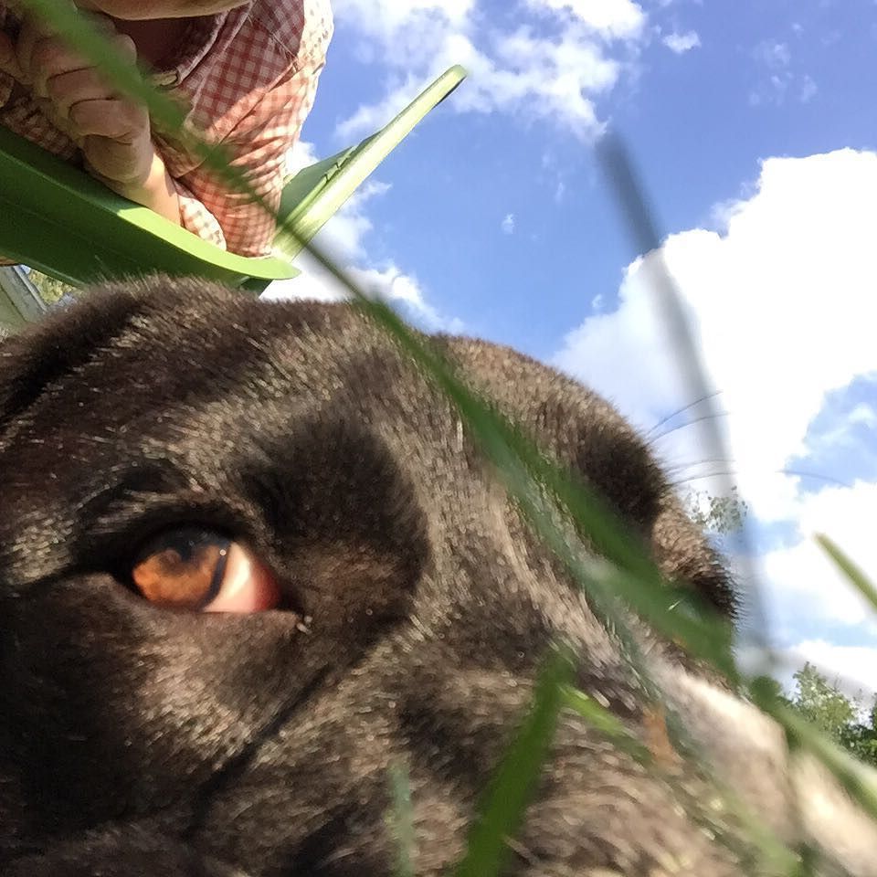 edibleusable's tweet photo. Lucky's first #selfie. #westkill #tw https://t.co/zCsBdKcbhl
