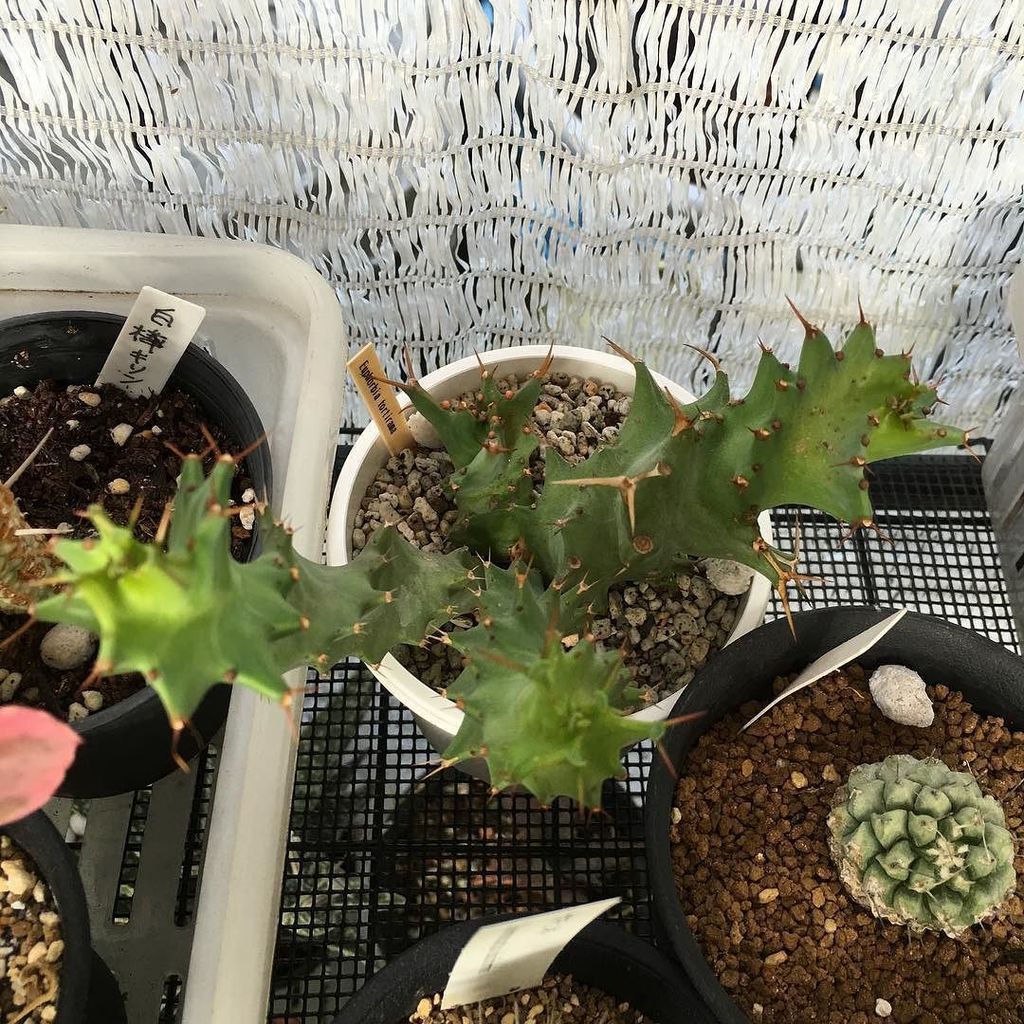 kabutoganijon1's tweet photo. Euphorbia tortirama
ユーフォルビア・トルチラマ
ギザギザのハリハリのネジネジです(^^;;
#多肉植物 #ユーフォルビア #Succulent #Euphorb… https://t.co/TTFPd5XJlG https://t.co/5fAfWCjFNR